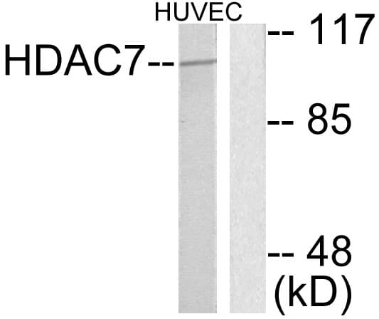 HDAC7 Antibody (aa901-950)