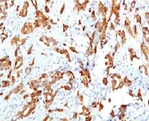 HSPB1 / HSP27 Antibody (clone SRPR27, Ready-to-Use)