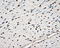 Basigin / Emmprin / CD147 Antibody (clone OTI3E5)