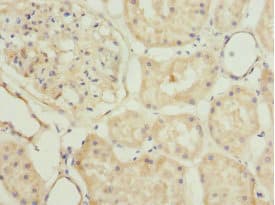 Polyclonal Rabbit anti-Human Scramblase / PLSCR1 Antibody (IHC, WB)