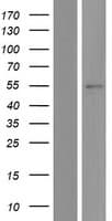 VNN2 Protein (Over-Expression Lysate Myc-DDK (Flag))