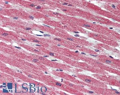 IHC-plus™ PARP4 / VPARP Antibody