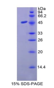Human MUC3A Protein (Recombinant His-GST)