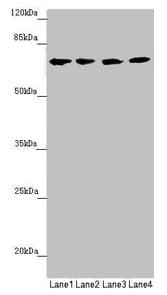 Complement C8b Antibody (aa55-350)