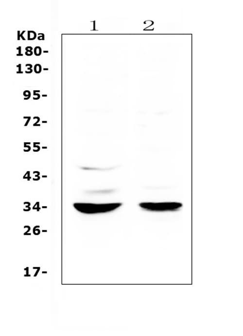 ERCC1 Antibody