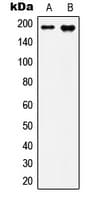 IQGAP3 Antibody (N-Terminus)
