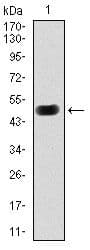 PRKACG Antibody (clone 20000)
