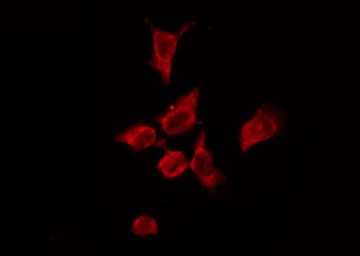 OR4P4 Antibody