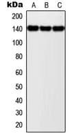 NOLC1 Antibody (C-Terminus)