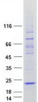 Human LOC389458 Protein (Recombinant Myc-DDK (Flag))