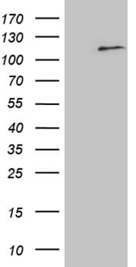 ELF4 / MEF Antibody (aa83-345, clone OTI2F6)