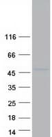 Human KLF14 / BTEB5 Protein (Recombinant Myc-DDK (Flag))