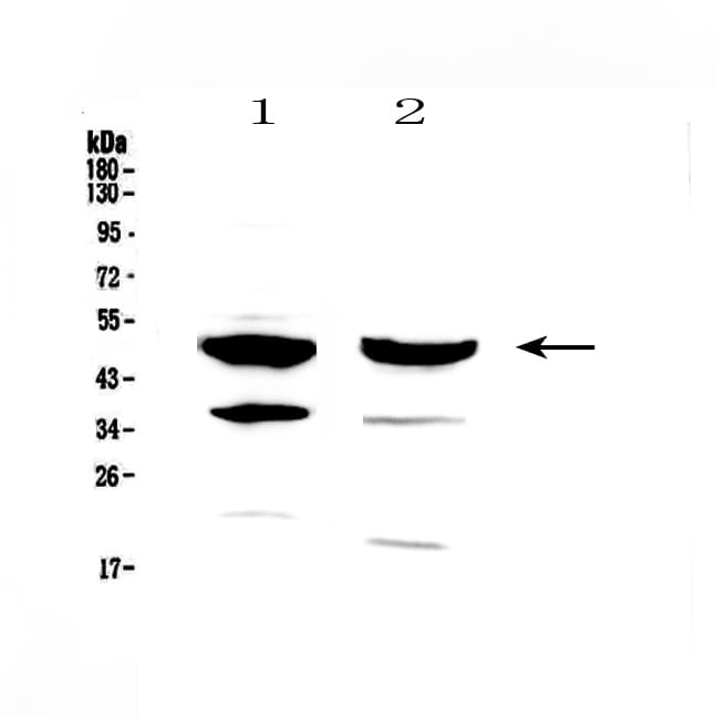 FOXA1 Antibody