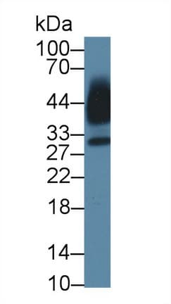 KLK13 / Kallikrein 13 Antibody (aa25-261, APC)