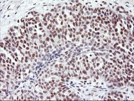 USP7 / HAUSP Antibody (clone OTI3C1)