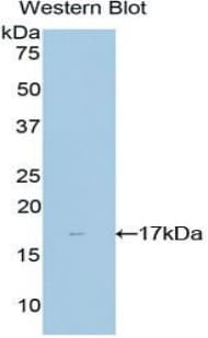 NME4 Antibody (aa67-185)