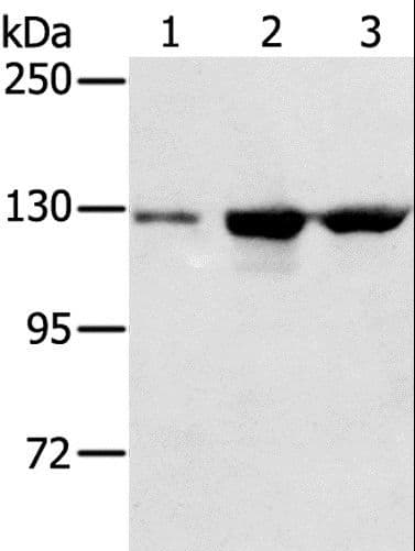 NAT10 Antibody