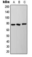Polyclonal Rabbit anti-Human NDUFS1 Antibody (C-Terminus, IF, WB)