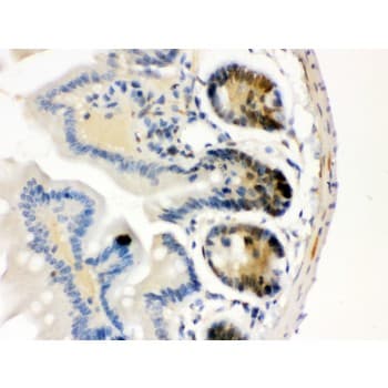 CDK4 Antibody (aa201-303)