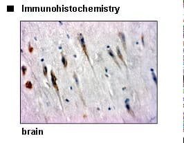 SLC7A5 / CD98 Light Chain Antibody