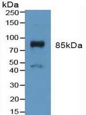 FGFR3 Antibody (aa166-375)