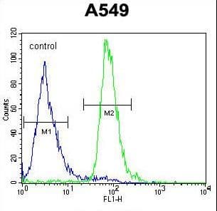 ALOX12B Antibody (aa622-652)