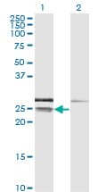 CD99 Antibody (clone 3A10)