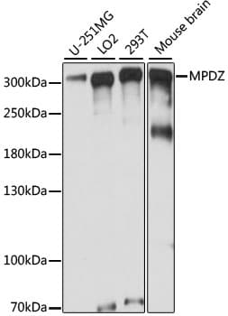 MPDZ / MUPP1 Antibody