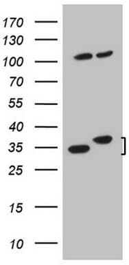 WDR61 Antibody (aa92-305, clone OTI4C4)