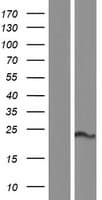 SLMO2 Protein (Over-Expression Lysate Myc-DDK (Flag))