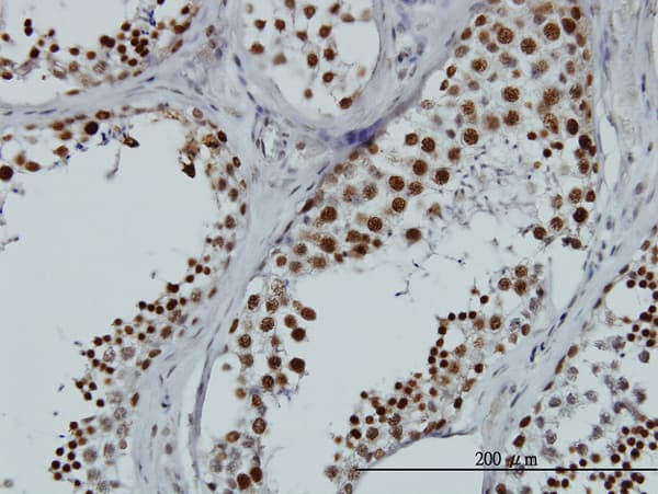 RBMXL2 Antibody (clone 6F11)
