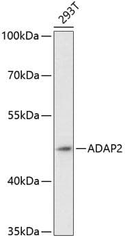 ADAP2 / CENTA2 Antibody