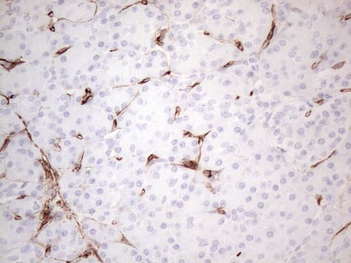 CD34 Antibody (aa312-385, clone OTI11A5)