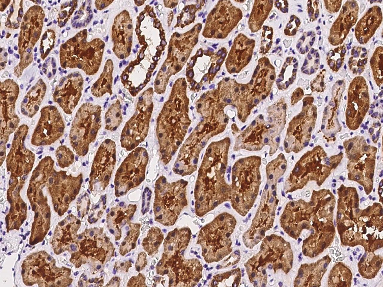 ARMC1 Antibody