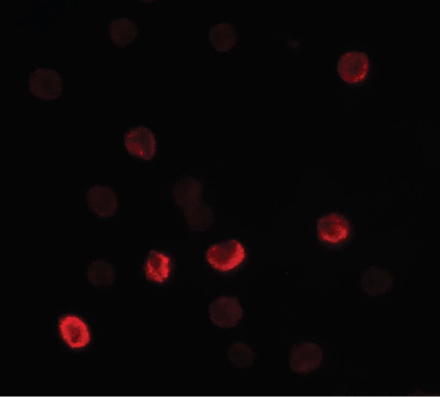 FLI1 Antibody