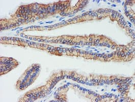 DGKA Antibody (clone OTI7B6)