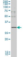 Monoclonal Mouse anti-Human CD40L Antibody (clone 2E2, WB)