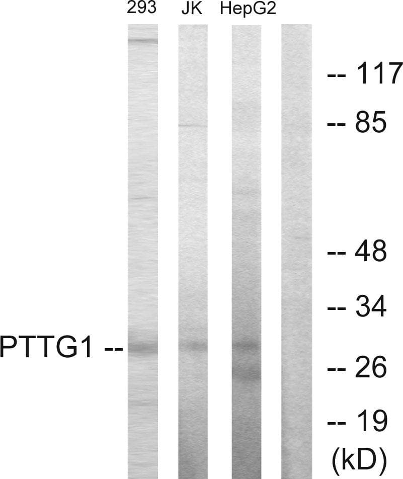 Securin / PTTG1 Antibody