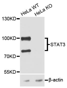 STAT3 Antibody