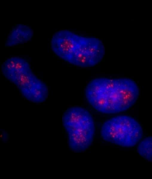 Polyclonal Rabbit anti-Human CD3EAP Antibody (aa404-454, IHC, IF)