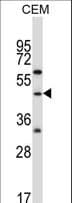 CBLC Antibody (aa1-30)