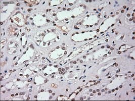EPCAM Antibody (clone OTI4G10)