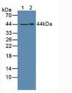 SPHK / SPHK1 Antibody (aa148-398)