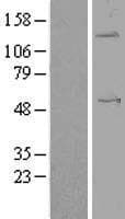 Human ANGPTL1 Protein (Over-Expression Lysate Myc-DDK (Flag))