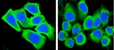 IHC-plus™ GAPDH Antibody (clone 1A10)
