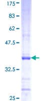 Human CAPN11 / Calpain 11 Protein (Recombinant GST, N-terminus)