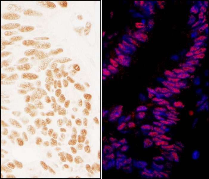 ZNF326 / Zfp326 Antibody (aa532-582)