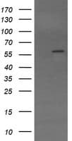 STAF50 / TRIM22 Antibody (aa61-406, clone OTI1D11, Carrier-free)