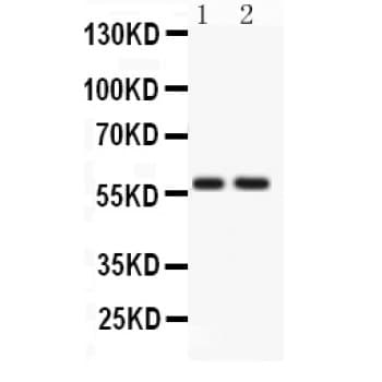 ATG14 Antibody (aa70-101)