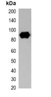 S-Tag Antibody